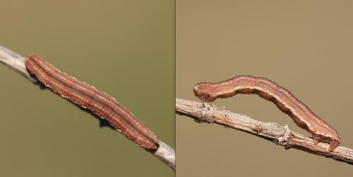 Aplocera sp.